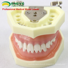 VENDER 12563 Modelo Anatômico Modelo de Estudo Dental com Goma Macia